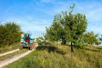 Hilkerode  Deutschland  ein Bauer faehrt zur Feldarbeit mit seinem Traktor an einer Streuobstwiese vorbei