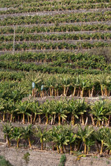 Tazacorte  Spanien  Bananenplantage
