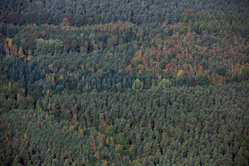 Neuenhagen  Deutschland  Luftaufnahme eines Mischwaldes mit Kiefern