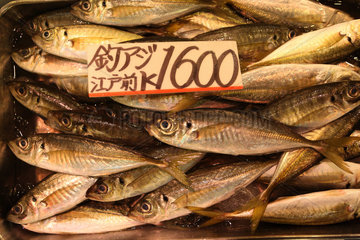 Tokio  Japan  frischer Fisch