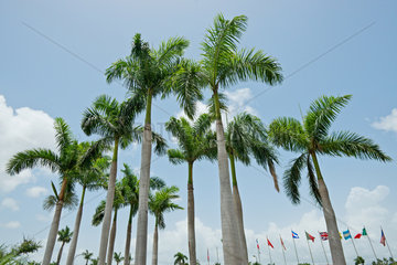 Santiago de Cuba  Kuba  Palmen vor dem 5 Sterne-Hotel Melia Santiago de Cuba