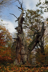 Trendelburg  Deutschland  abgestorbener Baum im Wald