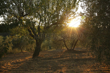 Scansano  Italien  Olivenhain in der Toskana bei Sonnenuntergang