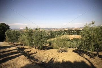 Scansano  Italien  Olivenhaine in der Toskana bei Vollmond