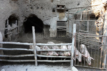 San Lorenzo  Italien  Hausschweine in einem Auslauf vor dem Stall