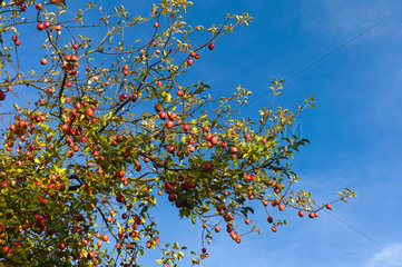 Hilkerode  Deutschland  Detailaufnahme eines Apfelbaumes