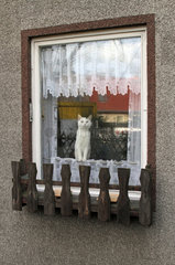 Neuenhagen  Deutschland  Katze schaut neugierig aus einem Fenster