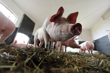 Prangendorf  Deutschland  Biofleischproduktion  Hausschweine in einem Stall