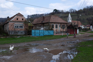 Biertan  Rumaenien  Dorfszene mit freilaufenden Gaensen und Kindern auf Fahrraedern