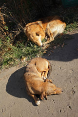 Bukarest  Rumaenien  frei herumlaufende Hunde schlafen in der Sonne im Zentrum von Bukarest