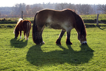 Prangendorf  Pferd und Pony grasen auf der Weide