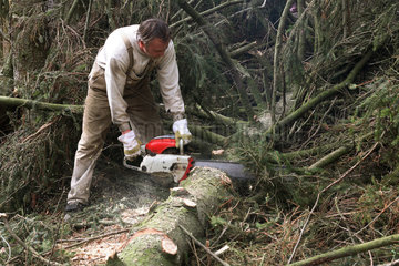 Prangendorf  Waldarbeiter zersaegt einen Baum mit einer Kettensaege