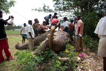 Coimbatore  Indien  ein ums Leben gekommener Elefant wird zerlegt