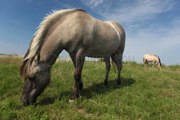 Neu Kaetwin  Deutschland  Fjordpferde beim Grasen auf einer Weide
