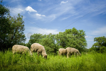 Stolpe  Deutschland  grasende Schafe im Nationalpark Unteres Odertal