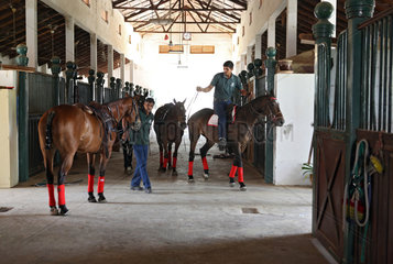 Dubai  Vereinigte Arabische Emirate  Blick in einen Pferdestall