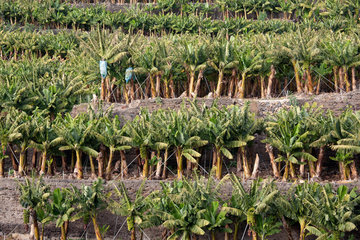 Tazacorte  Spanien  Bananenplantage