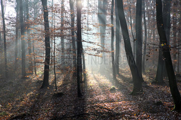 Neu Kaetwin  Deutschland  Streiflicht im Wald