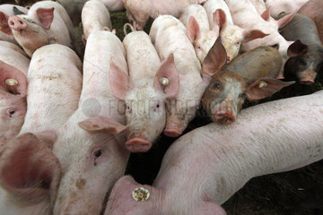 Prangendorf  Deutschland  Biofleischproduktion  Hausschweine stehen gedraengt nebeneinander