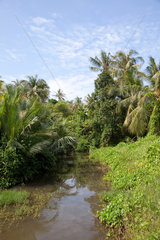 Kao Lak  Thailand  Dschungel mit Bachlauf auf Kao Lak
