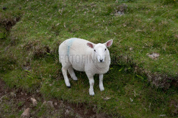 Staffin  Grossbritannien  ein Schaf steht am Strassenrand auf der Isle of Skye