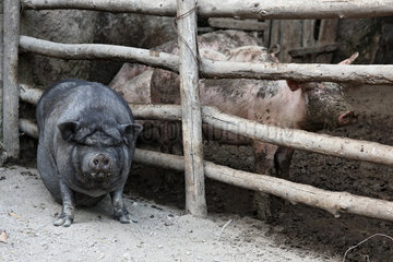 San Lorenzo  Italien  Haengebauchschwein und Hausschwein sind durch ein Gatter getrennt
