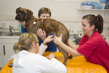 Behandlung von Kleintieren in Tierklinik