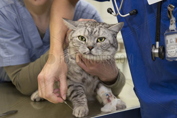 Behandlung von Kleintieren in Tierklinik