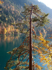 Hohenschwangau  Deutschland  Herbstlandschaft am Alpsee