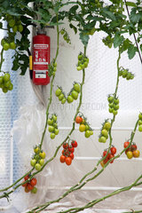 Kaarst  Deutschland  Tomatenanbau im Gewaechshaus