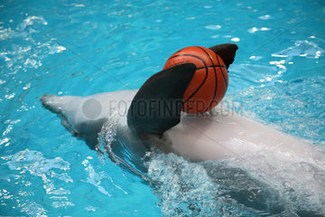Nuernberg  Deutschland  schwimmender Delfin mit Ball