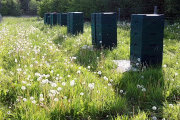 Prangendorf  Deutschland  Bienenbeuten stehen auf einer Wiese