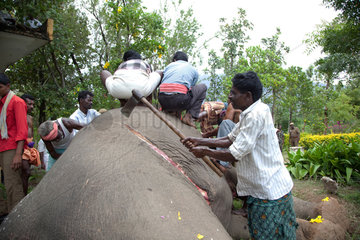 Coimbatore  Indien  ein ums Leben gekommener Elefant wird zerlegt