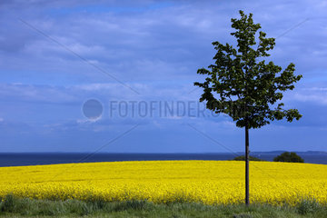 Groemitz  Deutschland  ein Rapsfeld mit einem Baum vor blauem Himmel