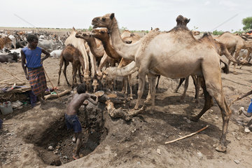 Awash  Aethiopien  Nomaden graben in einem ausgetrockneten Flussbett mit der Hand nach Wasser