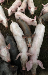 Prangendorf  Deutschland  Biofleischproduktion  Hausschweine stehen gedraengt nebeneinander