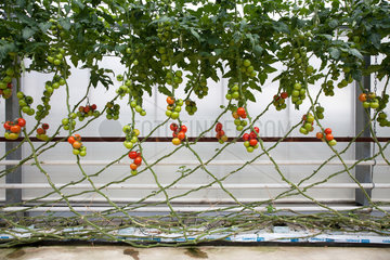 Kaarst  Deutschland  Tomatenanbau im Gewaechshaus