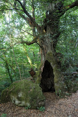 Torre Alfina  Italien  morscher Baum in einem Laubwald