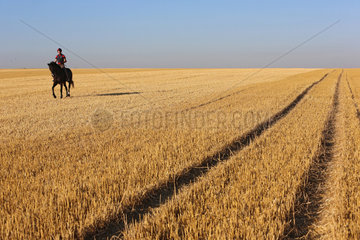 Ingelheim  Deutschland  Junge reitet auf seinem Pferd im Trab ueber ein gemaehtes Feld