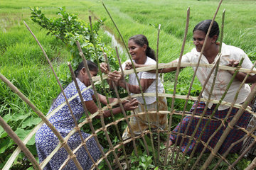 Ambalangoda  Sri Lanka  Frauen bauen eine Kompostanlage