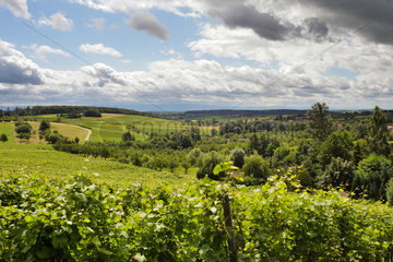 Cleeburg  Frankreich  Weinanbaugebiet bei Cleebourg im Elsass