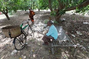 Karumanchi  Indien  ein Erntehelfer sitzt unter einem Mangobaum