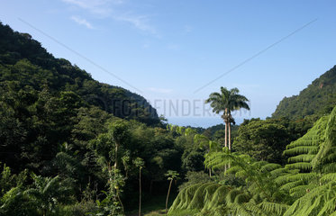 Riviere La Croix  Dominica  Blick ueber den Regenwald zum Karibischen Meer