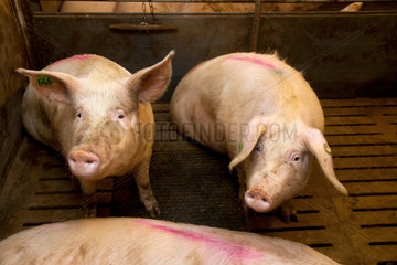 Borken  Deutschland  Schweine in einem Schweinemastbetrieb