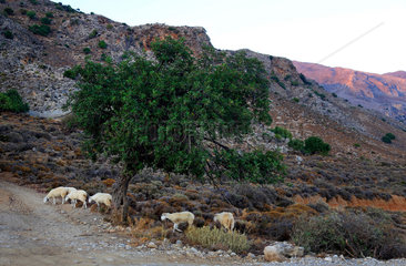 Chora Sfakion  Griechenland  Schafe vor einem Olivenbaum in den Lefka Ori-Bergen auf Kreta