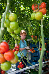 Kaarst  Deutschland  Eine Frau erntet Tomaten im Gewaechshaus