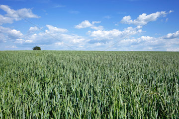 Bruessow  Deutschland  Getreidefeld in der Uckermark