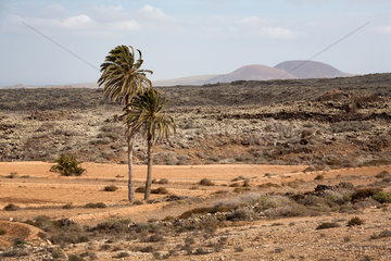 La Oliva  Spanien  Landschaft mit Palmen auf der Kanareninsel Fuerteventura