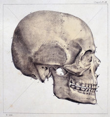 ‘Head’  c 1815-1859.