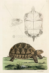 Spurred tortoise  1776.